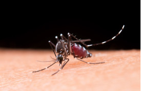 Dracena investiga morte de homem de 50 anos por suspeita por dengue