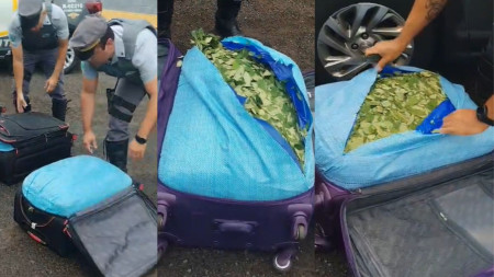 PolÃ­cia RodoviÃ¡ria apreende 125kg de folhas de coca in natura na Rodovia Raposo Tavares