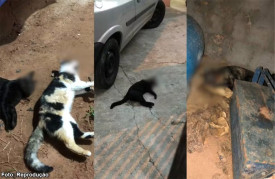 PolÃ­cia Civil investiga casos de maus-tratos apÃ³s animais serem encontrados mortos em LucÃ©lia