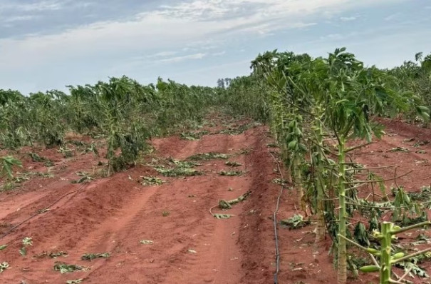Crédito emergencial está disponível para produtores afetados por eventos climáticos em Osvaldo Cruz 