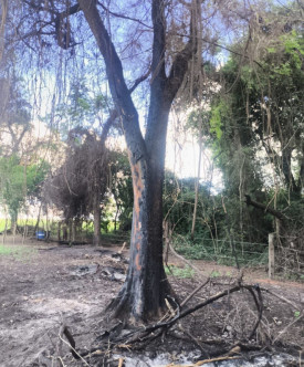 ApÃ³s utilizar fogo para limpeza, sitiante Ã© multado em R$ 5,3 mil por destruir Ã¡rea de vegetaÃ§Ã£o nativa em Ãlvares Machado