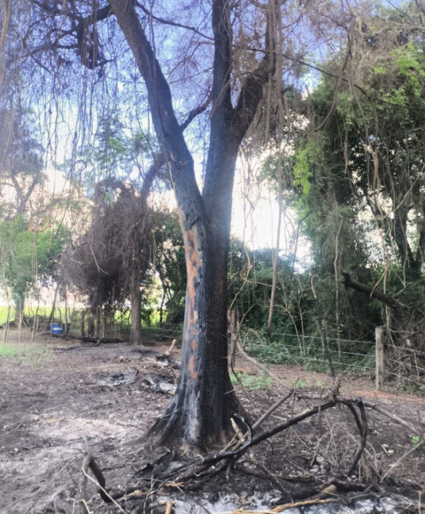 Após utilizar fogo para limpeza, sitiante é multado em R$ 5,3 mil por destruir área de vegetação nativa em Álvares Machado