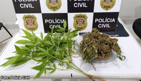 PolÃ­cia Civil apreende pÃ©s de maconha e porÃ§Ã£o da droga em residÃªncia de Queiroz