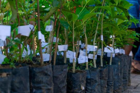 Secretaria de Agricultura e Meio Ambiente de OC realiza cadastramento e entrega de mudas 