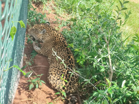 ForÃ§a tarefa conduz onÃ§a pintada de volta a natureza em Prudente
