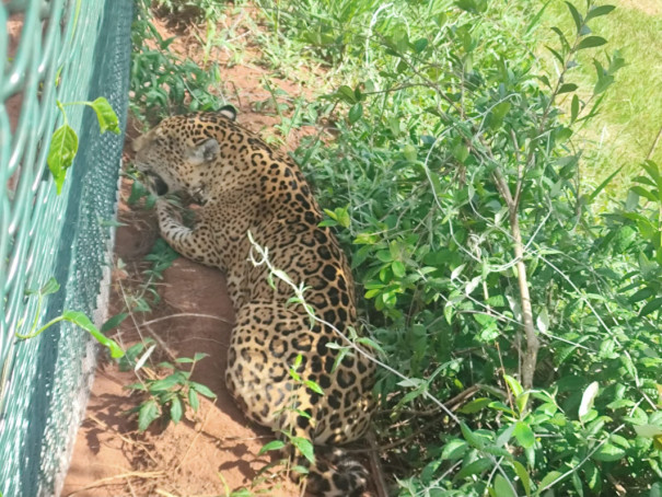 Força tarefa conduz onça pintada de volta a natureza em Prudente
