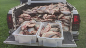 PM Ambiental apreende meia tonelada de peixes e trÃªs homens sÃ£o multados em R$ 32,5 mil