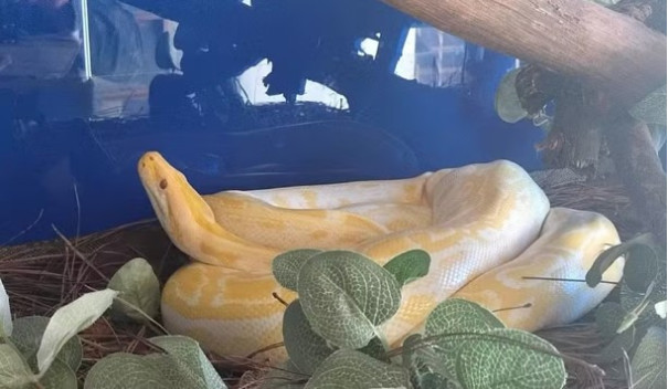 Suspeito é multado em R$ 3 mil por posse irregular de píton albina e ouriços em Araçatuba