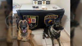OperaÃ§Ã£o com cÃ£es farejadores termina com prisÃ£o por trÃ¡fico de drogas em Quintana