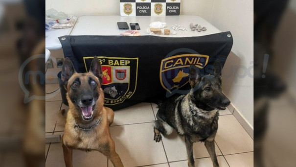 Operação com cães farejadores termina com prisão por tráfico de drogas em Quintana