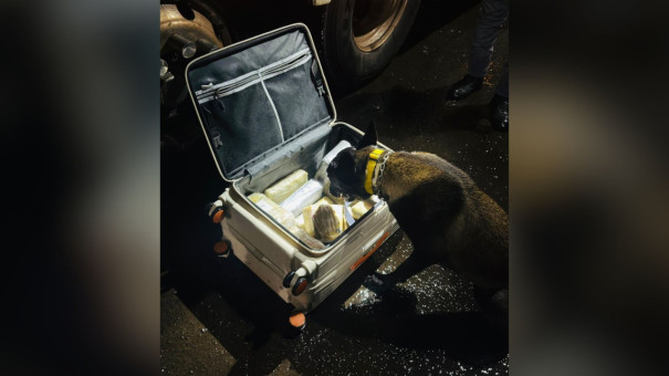 Homem é preso com com tabletes de skunk avaliados em R$ 78 mil