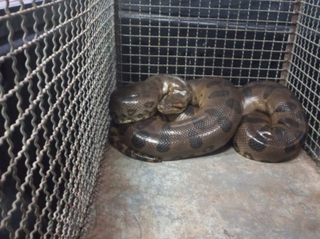 Bombeiros de Osvaldo Cruz capturam cobra sucuri em InÃºbia Paulista
