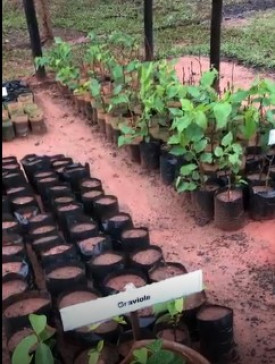 Secretaria de Agricultura e Meio Ambiente de OC entrega mudas de urucum para produtores locais
