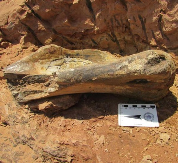 Paleontlogo encontra fssil de titanossauro prximo do viaduto em Flrida Paulista