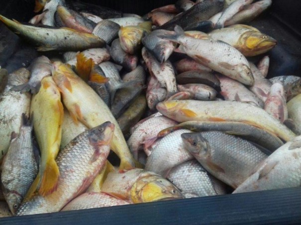 Polcia persegue caminhonete por canavial e apreende mais de 270 kg de pescados irregulares