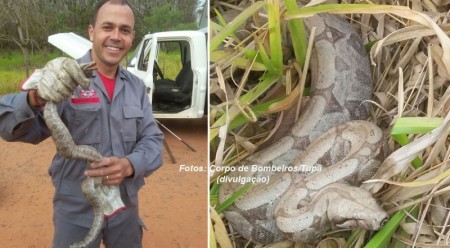 Uma jibóia é encontrada na cabine do caminhão com funcionários da prefeitura de Tupã