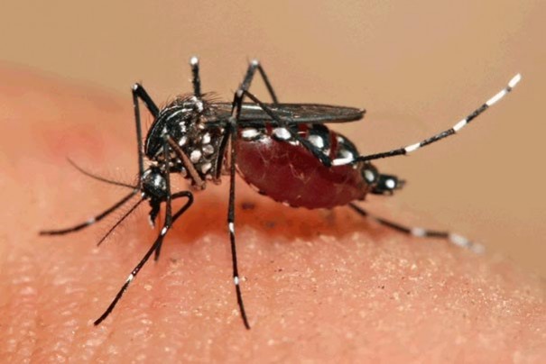 Aedes deixa 1 em cada 4 municpios do pas sob risco de novos surtos