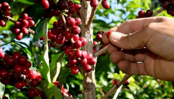 Encontro sobre a cadeia produtiva do caf Robusta acontece hoje com inscries esgotadas