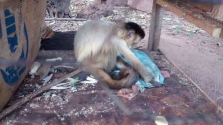 Homem recebe advertência por manter macaco-prego em cativeiro sem autorização