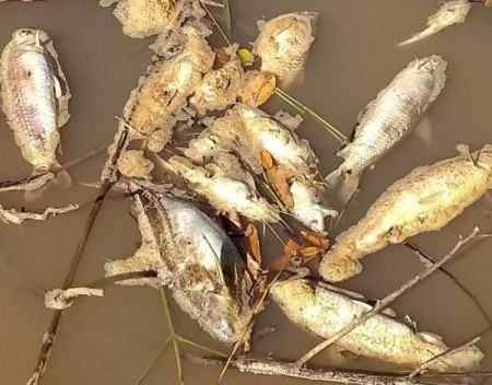 Moradores de Mariápolis denunciam mortandade de peixes no Rio do Peixe 