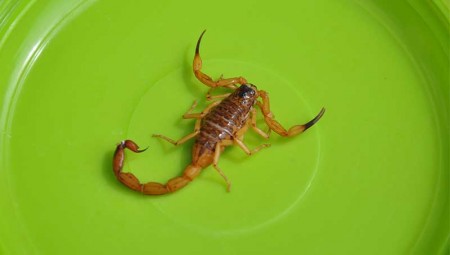 Criança de seis meses é picada duas vezes por escorpião em Osvaldo Cruz 