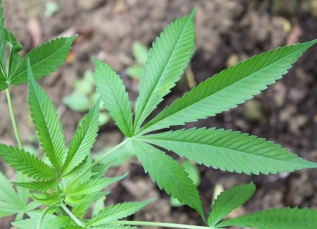 Comissão do Senado aprova descriminalização da maconha para uso medicinal