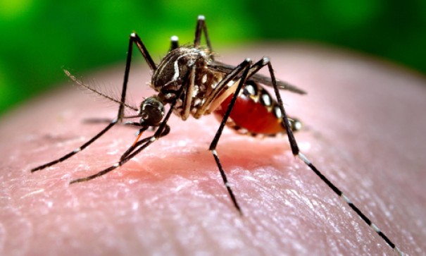 Perodo chuvoso aumenta o risco de formao de criadouros do mosquito transmissor da Dengue