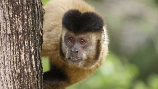 Descoberta de vrus da zika em macaco sugere ciclo silvestre da doena