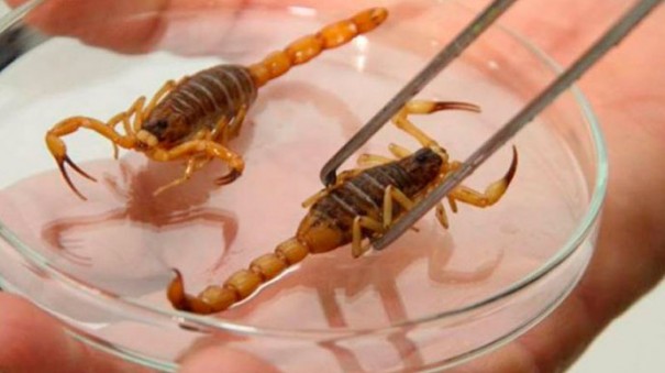 Aumentam os casos de picadas de escorpies em Tup