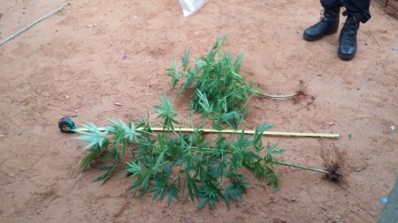 Operação Policial prende mais de 20 pessoas ligadas ao tráfico de drogas em Indiana e Martinópolis