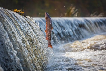 Piracema começa dia 1º e traz restrições à pesca em rios da região