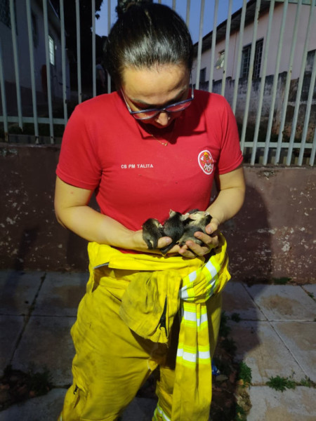 Cabo PM Talita do Corpo de Bombeiros de Osvaldo Cruz salva ninhada de gambÃ¡s