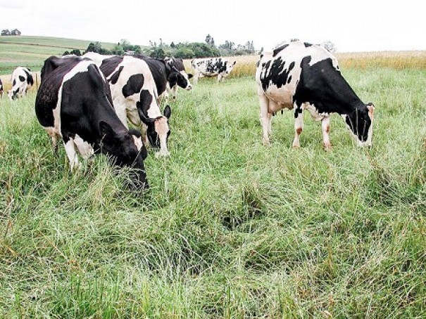 Produtores Rurais de Dracena pedem orientaes para adeses ao Programa Mais Leite