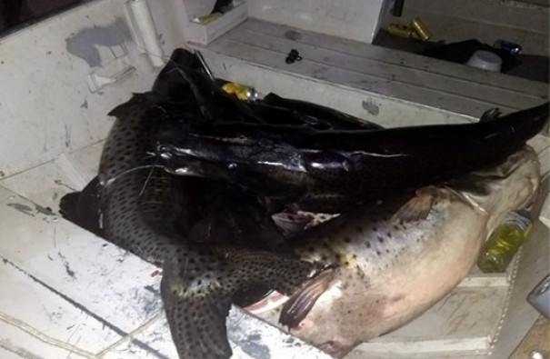 Polcia Ambiental apreende 92 kg de pintado capturados por pesca irregular em Paulicia