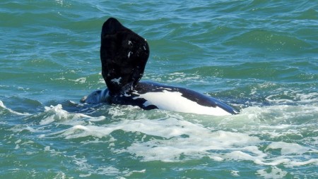 Proposta de liberar caça comercial de baleias é rejeitada