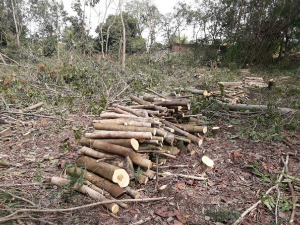 Empresa  multada em R$ 6,6 mil pelo corte sem autorizao de 22 rvores nativas em Adamantina
