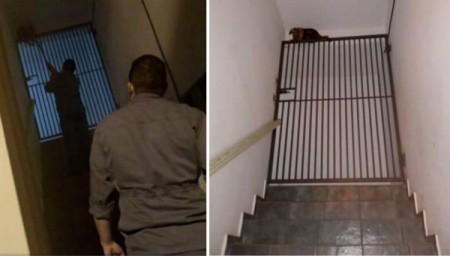 Tamanduá aparece escadaria de apartamentos no centro de Adamantina