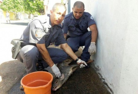 Um animal, um Veado-catingueiro é resgatado em Quatá