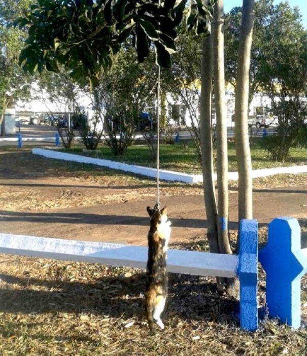 OAB de Osvaldo Cruz emite nota de repdio contra o crime de maus tratos que resultou na morte do gato