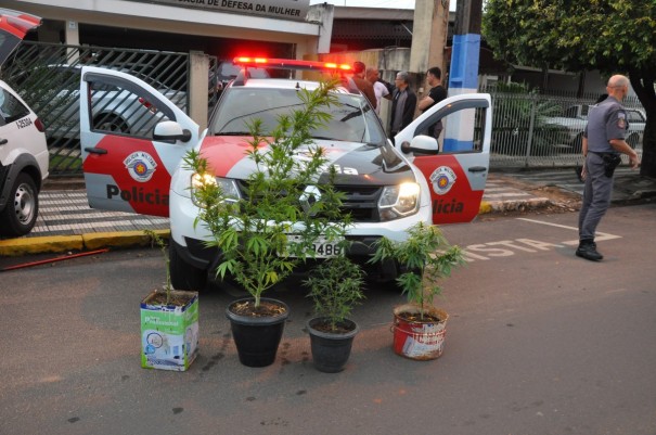 Polcia Militar de OC apreende ps de Maconha 